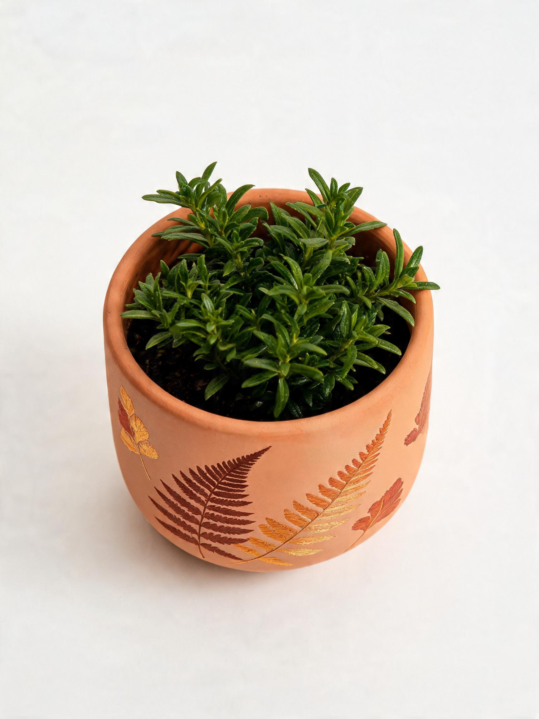 Fern Planter