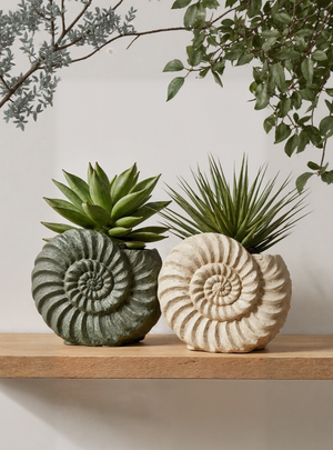 Fossil Shell Planter