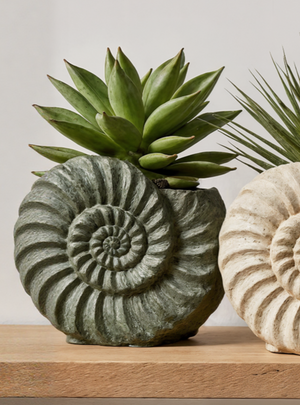 Fossil Shell Planter
