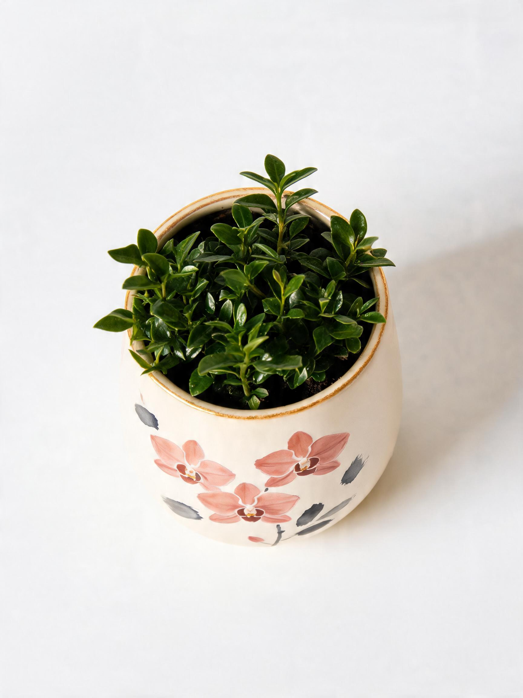 Orchid Planter